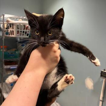 Jay -  Domestic Short Hair Cat for Adoption in Chattanooga, Tennessee - Jay | PetCurious