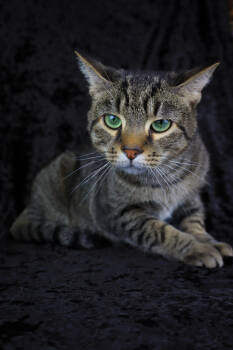 Rescue Domestic Short Hair Cats for Adoption in Lewisburg, Tennessee - Dave | PetCurious