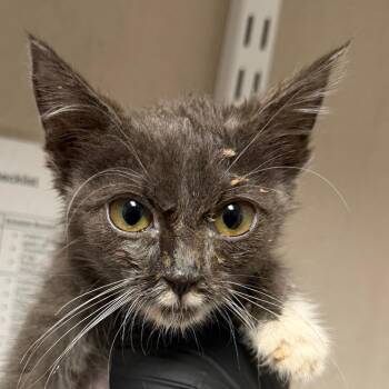 Natasha -  Domestic Short Hair Cat for Adoption in Yuma, Arizona - Natasha | PetCurious