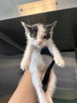 Domestic Short Hair Cats Available for Adoption in El Paso, Texas - 60869316 | PetCurious