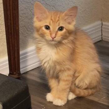 Caesar -  Domestic Medium Hair Cat Available for Adoption in Prescott, Arizona - Caesar | PetCurious