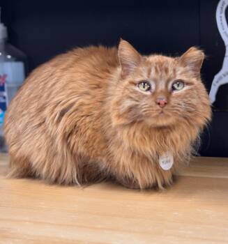 Domestic Medium Hair Cats Available for Adoption in Grand Rapids, Michigan - YUMA | PetCurious