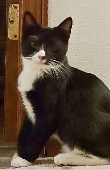 Tundra -  Domestic Short Hair Cat for Adoption in Covington, Louisiana - Tundra | PetCurious