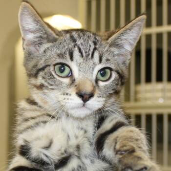 Ali -  Domestic Medium Hair Cat for Adoption in Los Angeles, California - Ali | PetCurious