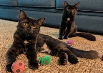 Pumpernickel & Raisin -  Domestic Medium Hair Cat for Adoption in Lemoyne, Pennsylvania - Pumpernickel & Raisin | PetCurious