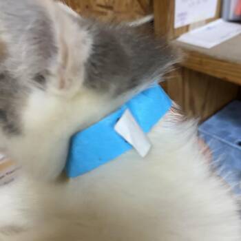 Pike -  Domestic Short Hair Cat for Adoption in Blairsville, Georgia - Pike | PetCurious