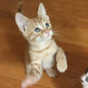Fraggle Rock -  Domestic Short Hair Cat for Adoption in Wheaton, Illinois - Fraggle Rock | PetCurious