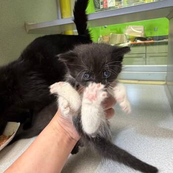 Sourdough -  Domestic Short Hair Cat for Adoption in Parkersburg, West Virginia - Sourdough | PetCurious