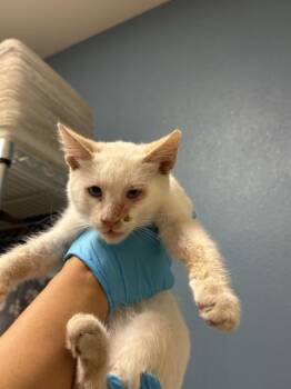 TEAL -  Siamese Cat for Adoption in Riverside, California - TEAL | PetCurious