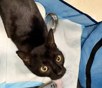 Bombay Cats Available for Adoption in Flint Hill, Virginia - Sweets | PetCurious