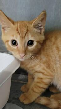 Bam Bam -  Domestic Short Hair Cat Available for Adoption in Metter, Georgia - Bam Bam | PetCurious