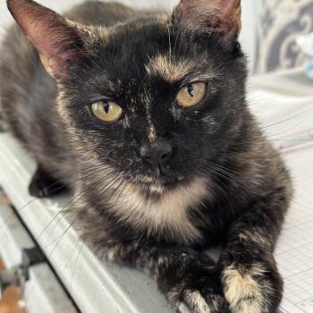 Rena -  Domestic Short Hair Cat for Adoption in Alexandria, Virginia - Rena | PetCurious