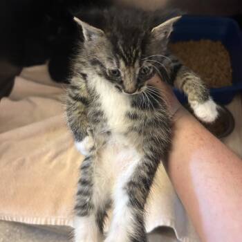 Popsicle -  Domestic Short Hair Cat for Adoption in Bristol, Indiana - Popsicle | PetCurious