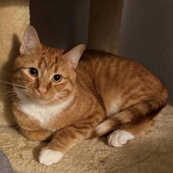 Queso -  Domestic Short Hair Cat for Adoption in Mocksville, North Carolina - Queso | PetCurious
