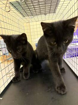 ROSIE -  Domestic Short Hair Cat for Adoption in Fort Myers, Florida - ROSIE | PetCurious