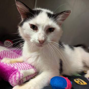 Momma -  Domestic Medium Hair Cat for Adoption in Titusville, Florida - Momma | PetCurious