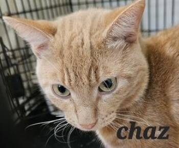 Chaz -  Domestic Short Hair Cat for Adoption in Middletown, Connecticut - Chaz | PetCurious