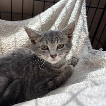 Golly Gee -  Domestic Short Hair Cat for Adoption in Huntington, West Virginia - Golly Gee | PetCurious