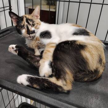 Berry -  Domestic Short Hair Cat for Adoption in Beulaville, North Carolina - Berry | PetCurious