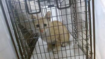 YING -  Domestic Short Hair Cat for Adoption in Doral, Florida - YING | PetCurious
