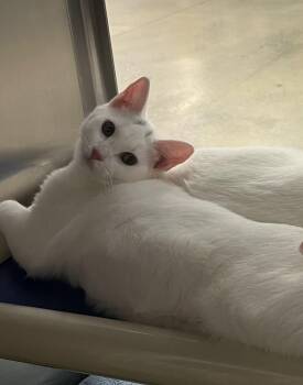 Rescue Domestic Short Hair Cats for Adoption in Norwalk, Connecticut - Meili | PetCurious