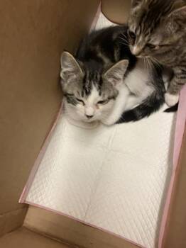 Domestic Short Hair Cats Available for Adoption in Long Beach, California - CANARY | PetCurious