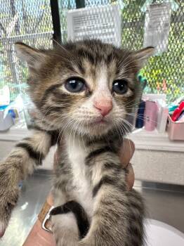 Domestic Short Hair Cats Available for Adoption in Pomona, New York - Sporty Spice | PetCurious