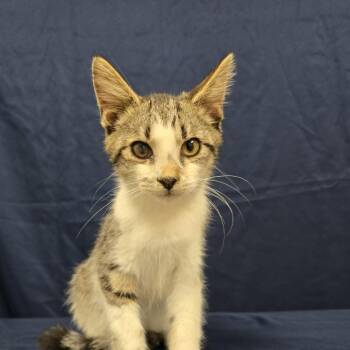 Jai -  Domestic Short Hair Cat for Adoption in Harrisonburg, Virginia - Jai | PetCurious