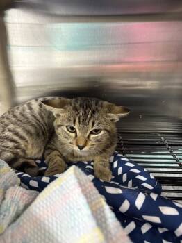 Rescue Domestic Short Hair Cats for Adoption in Fort Walton Beach, Florida - Charlotte | PetCurious