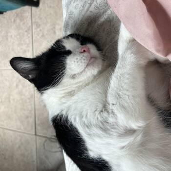 Minnow -  Domestic Short Hair Cat for Adoption in Tampa, Florida - Minnow | PetCurious