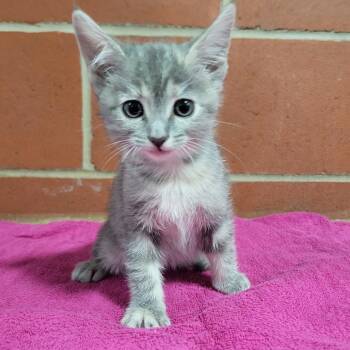 Domestic Short Hair Cats Available for Adoption - Zinny | PetCurious