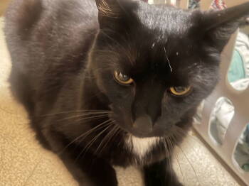 Rescue Domestic Short Hair Cats for Adoption in Hillsboro, Oregon - WRINKLE #1767- Offered By Owner - Friendly Male | PetCurious