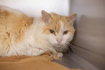 Domestic Medium Hair and Tabby Cats Available for Adoption - Cheddar Puff | PetCurious