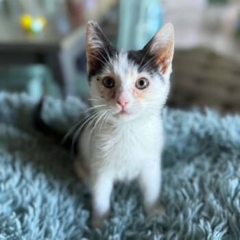 Rain -  Domestic Short Hair Cat for Adoption in Belfair, Washington - Rain | PetCurious