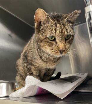 LOPPY -  Domestic Short Hair Cat for Adoption in San Antonio, Texas - LOPPY | PetCurious