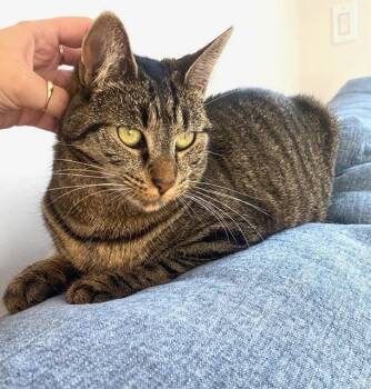 Joy and Milan -  Tabby Cat for Adoption in New York, New York - Joy And Milan | PetCurious