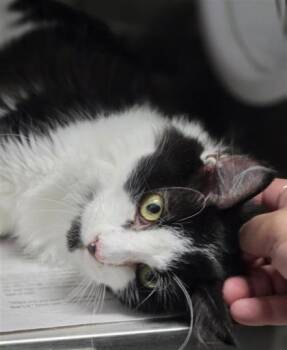 Butter -  Domestic Medium Hair and Domestic Short Hair Cat for Adoption in Largo, Florida - Butter | PetCurious