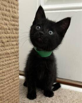 Domestic Short Hair Cats Available for Adoption in Camarillo, California - SILVESTER | PetCurious
