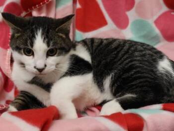 Domestic Short Hair Cats Available for Adoption - Henry | PetCurious
