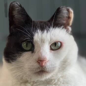 Rescue Domestic Short Hair Cats for Adoption in Decatur, Georgia - Lizzy B. (I Have A Secret Crush!) | PetCurious