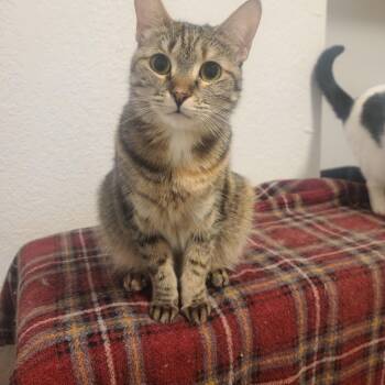 Tabby Cats Available for Adoption in Mission Viejo, California - Brooklyn The Transformer Cat NWC | PetCurious