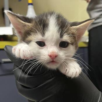Domestic Short Hair Cats Available for Adoption in Charlottesville, Virginia - Egg Hunt | PetCurious