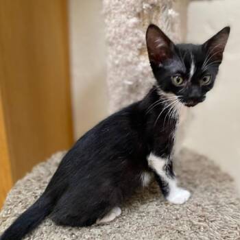 Domestic Short Hair Cats Available for Adoption in Prescott, Arizona - Streak | PetCurious