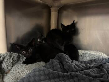 Rescue Domestic Short Hair Cats for Adoption in Port Jervis, New York - Jersey | PetCurious