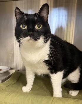 Jill -  Domestic Short Hair Cat for Adoption in Cobourg, Ontario - Jill | PetCurious