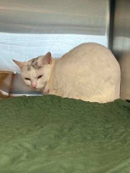 Domestic Short Hair Cats Available for Adoption - Laney | PetCurious