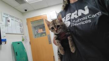 PATRICK -  Domestic Medium Hair and Domestic Short Hair Cat for Adoption in Albuquerque, New Mexico - PATRICK | PetCurious