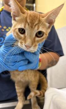Balvin -  Domestic Short Hair Cat for Adoption in Honolulu, Hawaii - Balvin | PetCurious