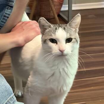 Triton -  Domestic Short Hair Cat for Adoption in Victoria, British Columbia - Triton | PetCurious