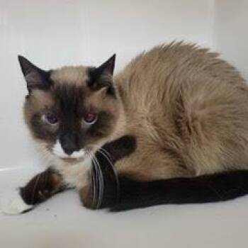 Siamese Cats Available for Adoption in Green Valley, Arizona - Ollie | PetCurious